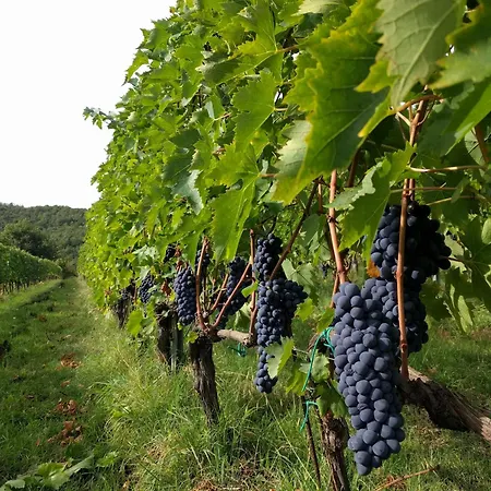 Wild Agriturismo Podere Della Bruciata Farm stay *
